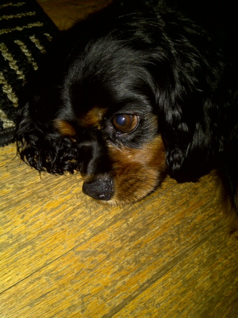 Riley, our Cavalier King Charles Spaniel 