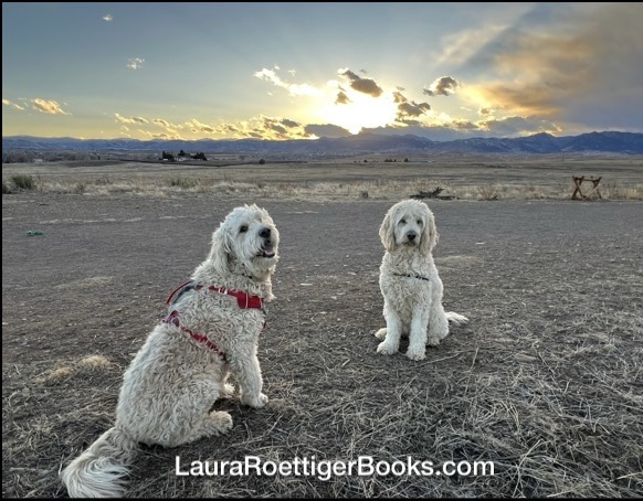 Two goldendoodles at sunset photography by Laura Roettiger 