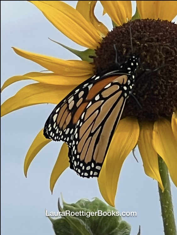 Monarch butterfly on sunflower photography by Laura Roettiger 