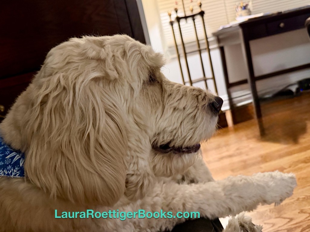 Goldendoodle watching TV