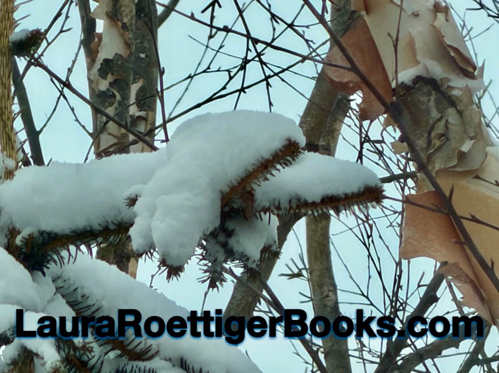 Snow on pine branches looks like dog photography by Laura Roettiger