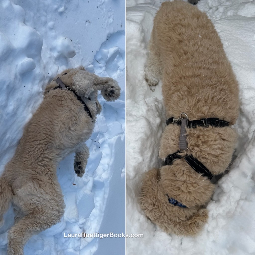 Goldendoodle making snow angels and burying his head in the snow