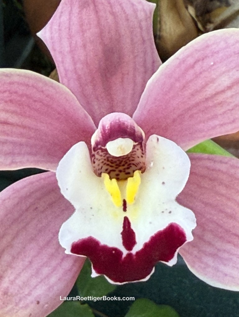 Orchid photography by Laura Roettiger