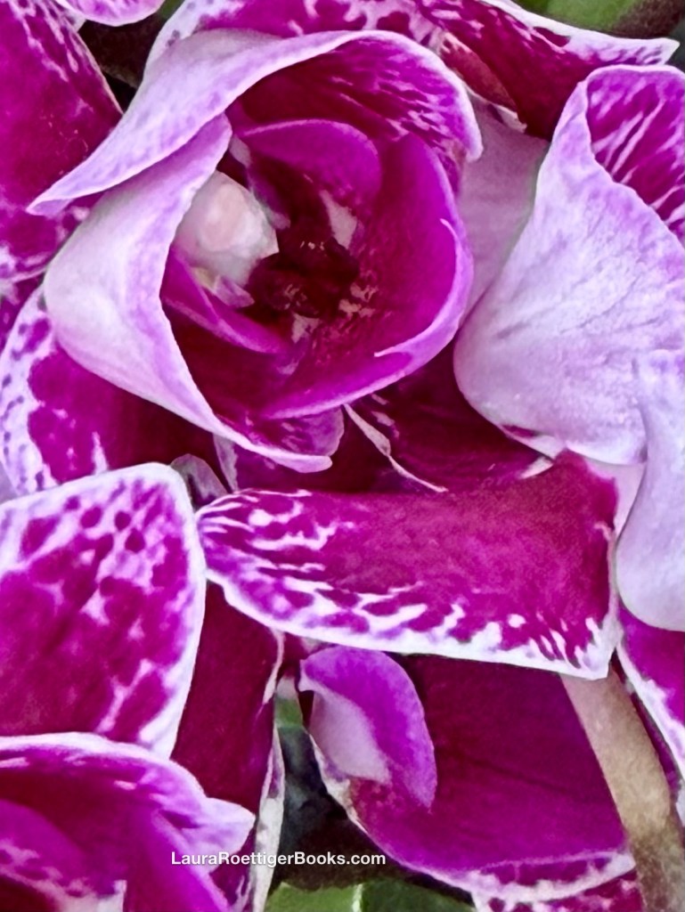Moth orchid photography by Laura Roettiger 