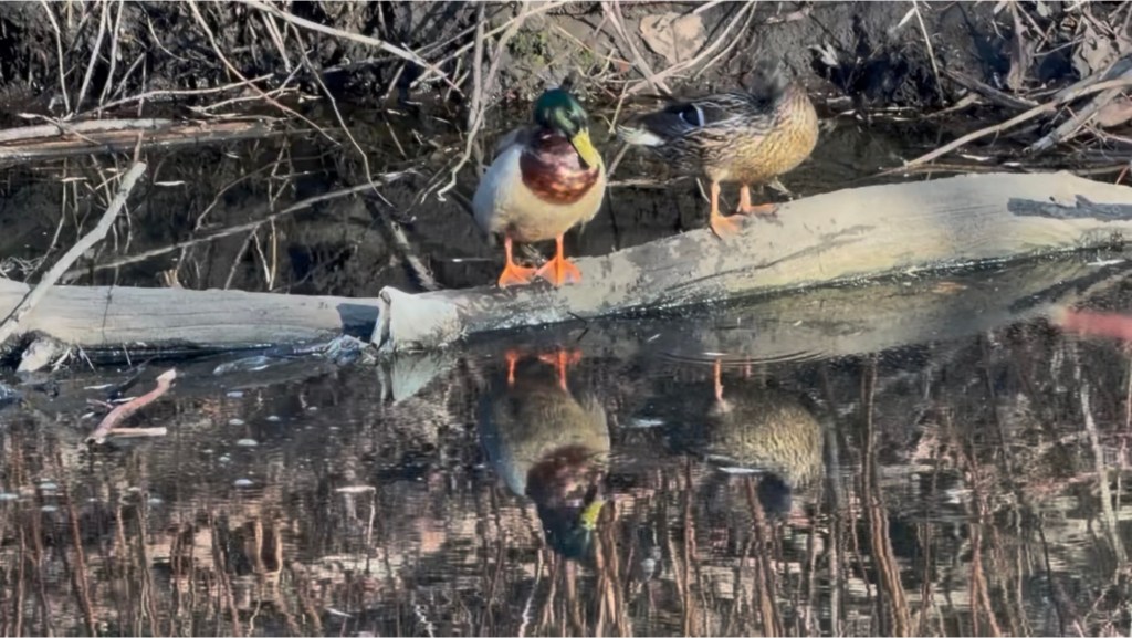 Mallard pair on a log 3/10