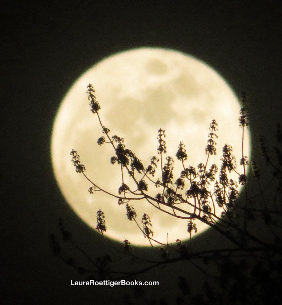 Full moon photography taken after Artemis launch 1/1/2026 Laura Roettiger