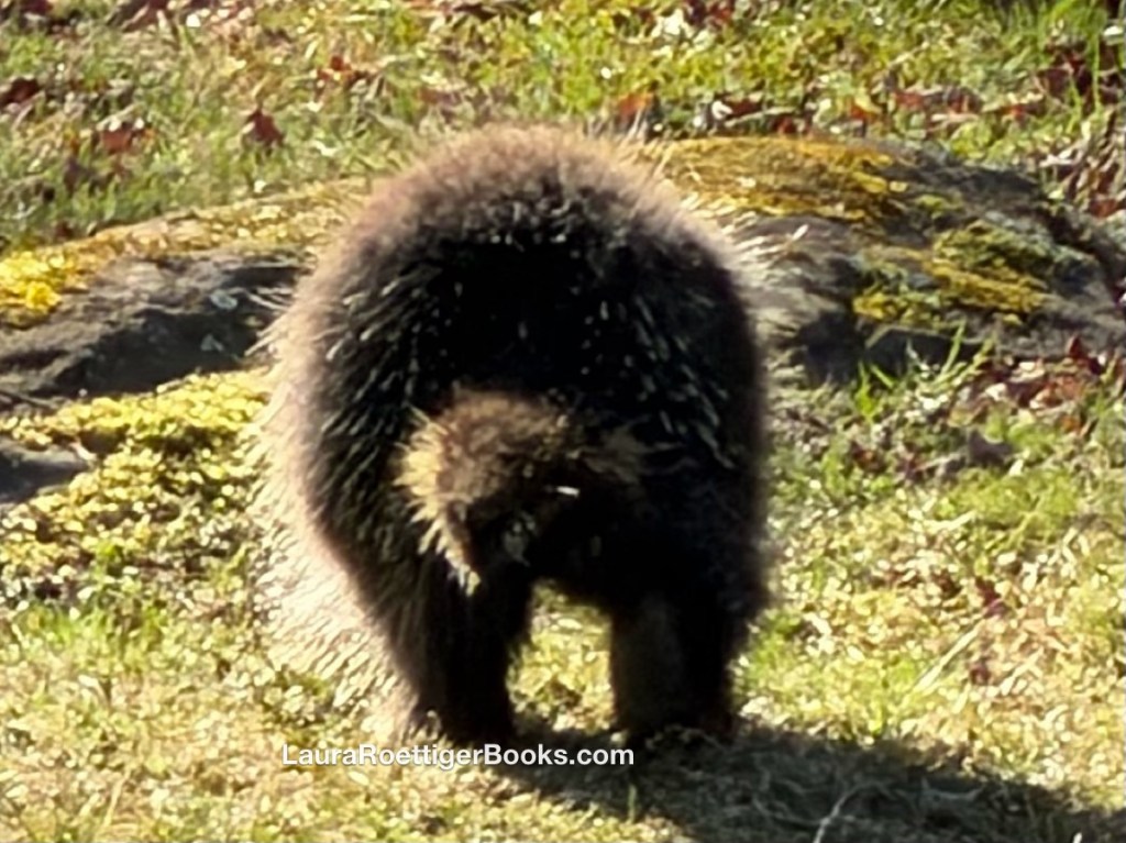 Porcupine photo from behind taken by Laura Roettiger