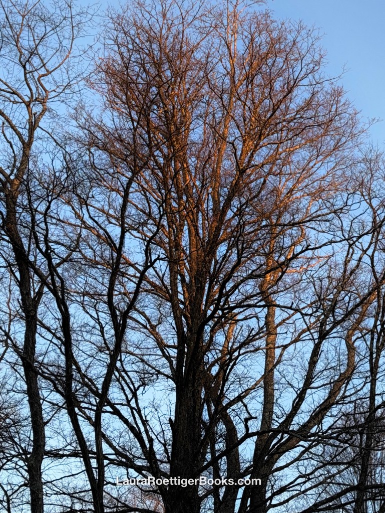 Leafless tree with blue sky