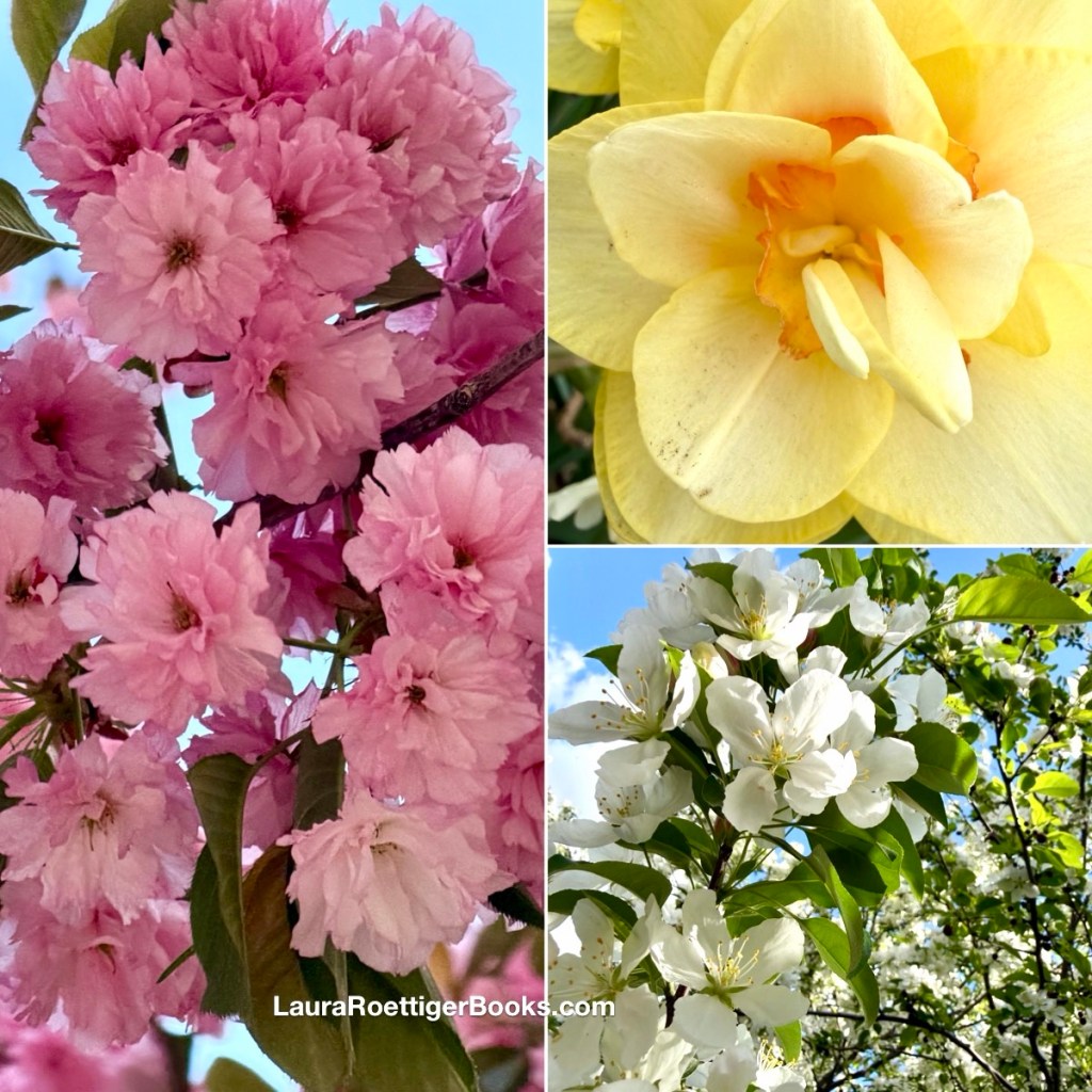 Flowering trees and daffodils photographed by Laura Roettiger 