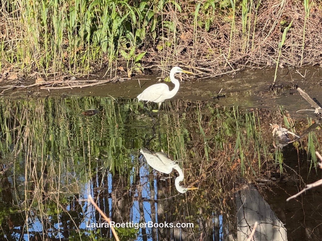 Great Egret photography by Laura Roettiger 