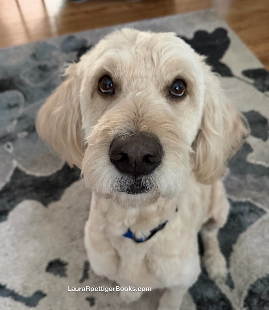 Goldendoodle photography by Laura Roettiger 