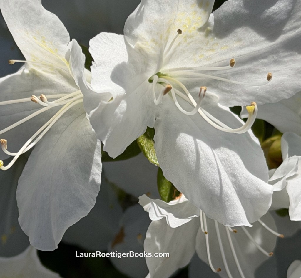 Rhododendron photography by Laura Roettiger 
