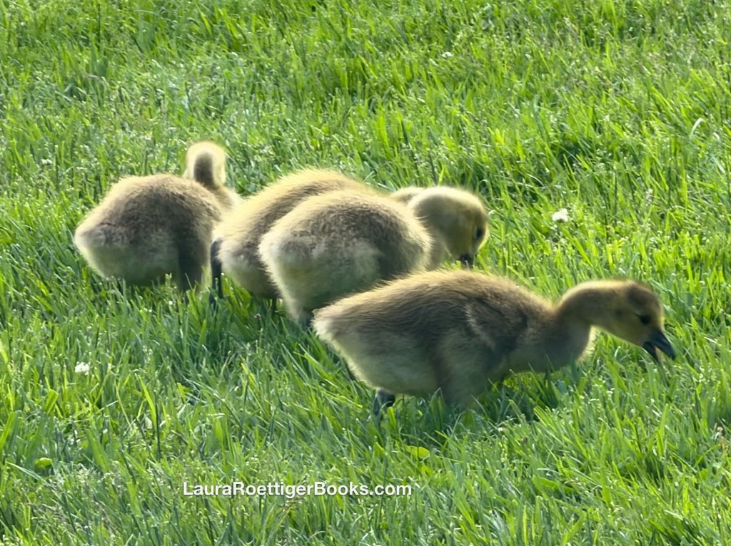 Goslings