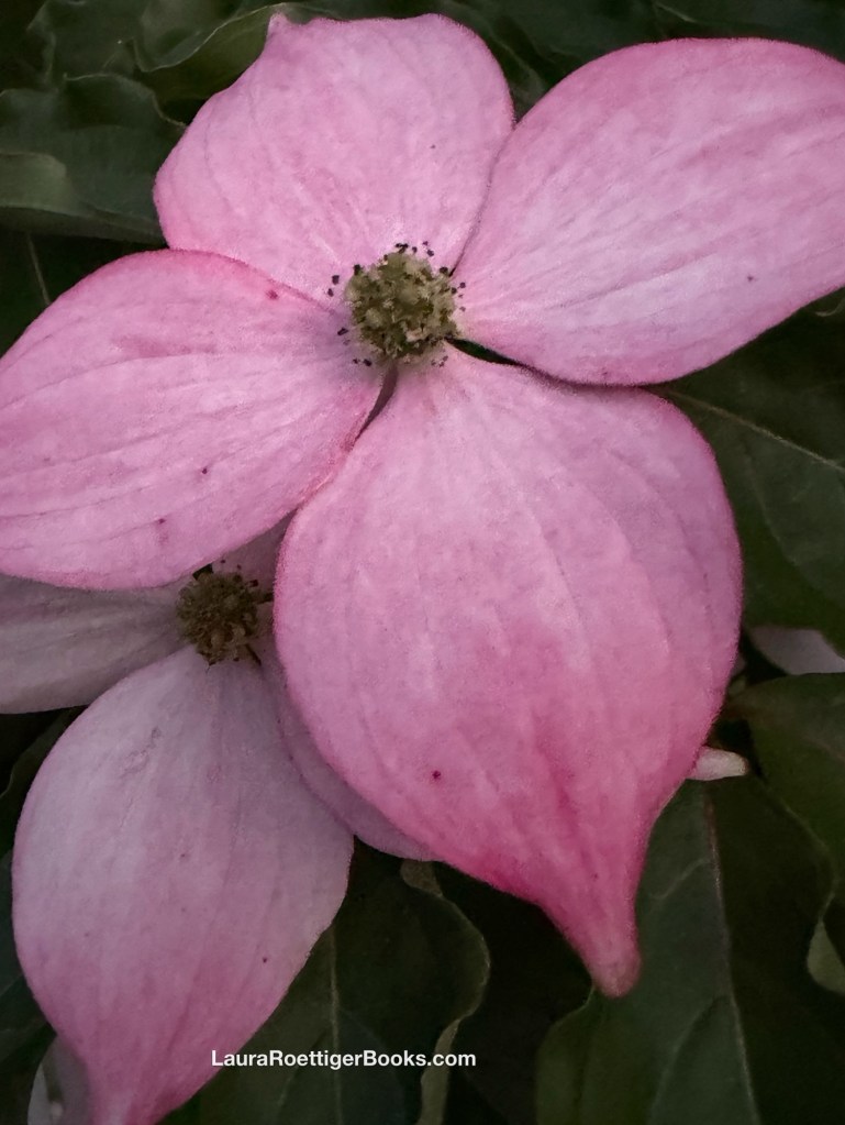 Dogwood blossoms 