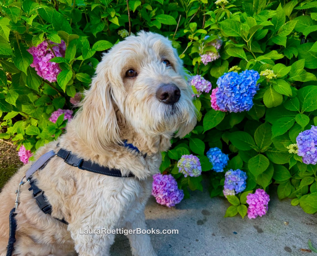 Goldendoodle posing in front of hydrangeas