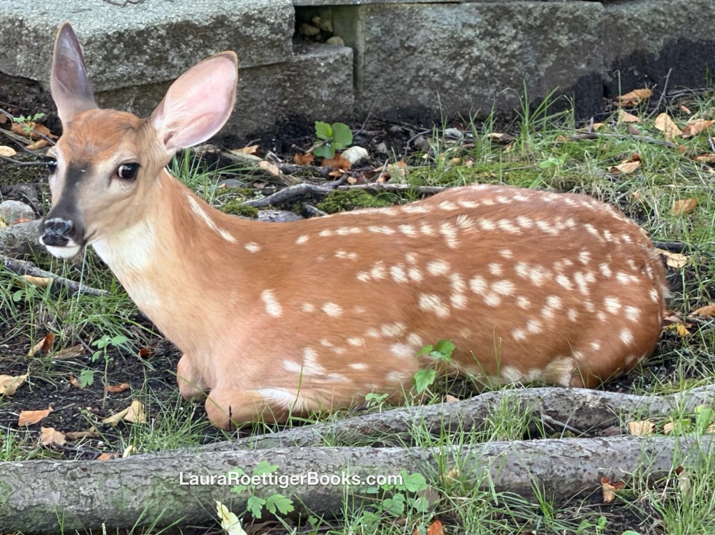 Fawn resting next to stone wall 