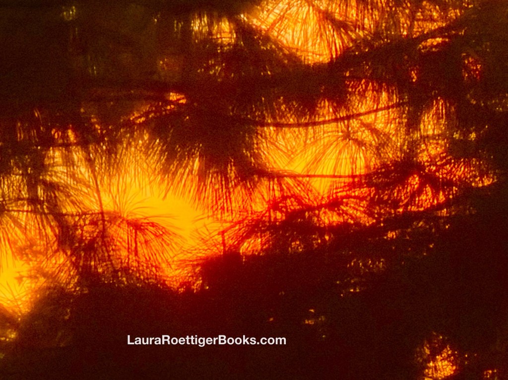 Sunset through the pines 