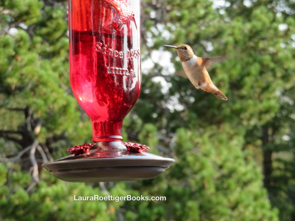 Hummingbird at the feeder 
