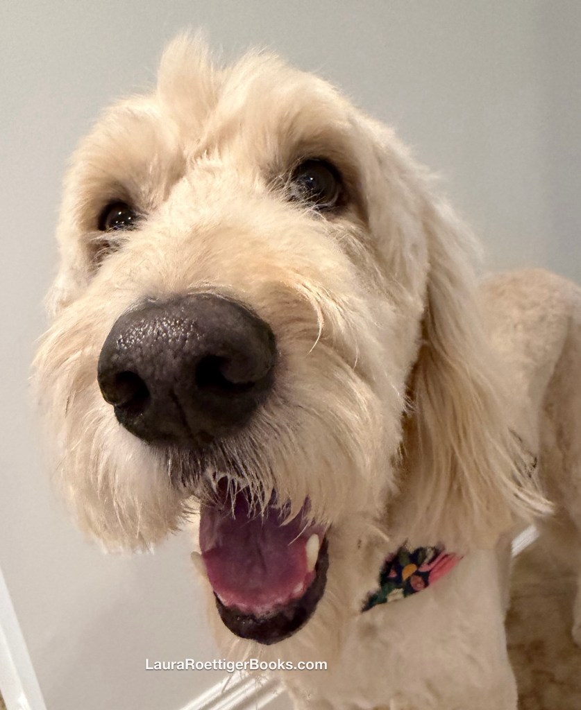 Goldendoodle