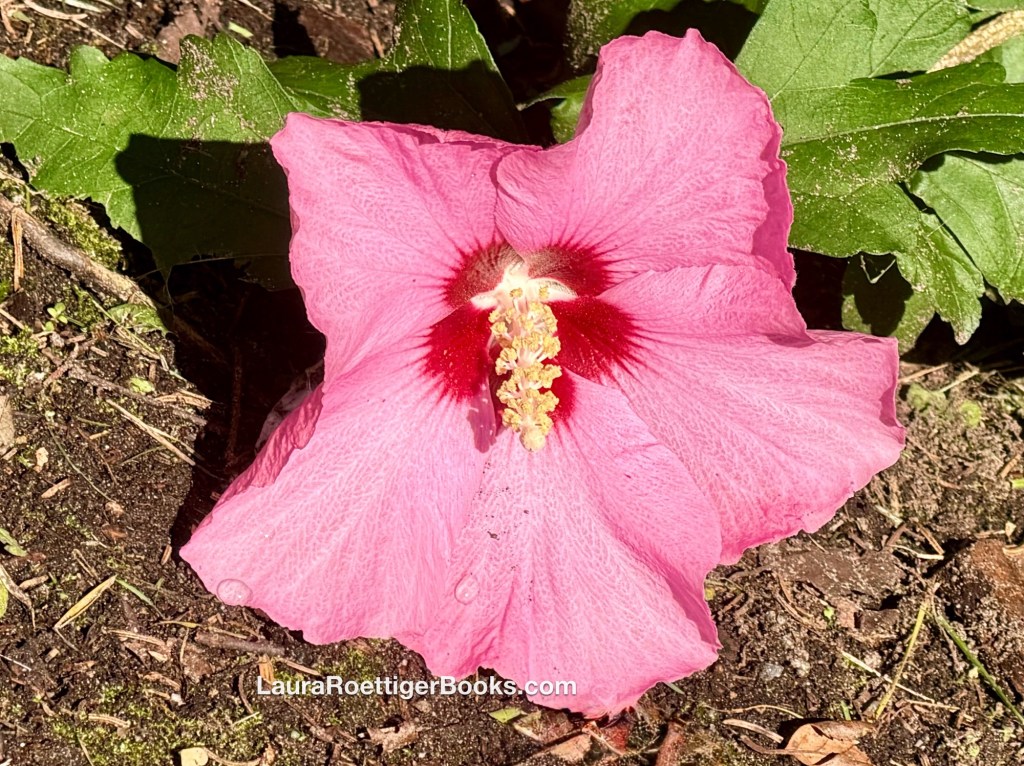 Hibiscus 