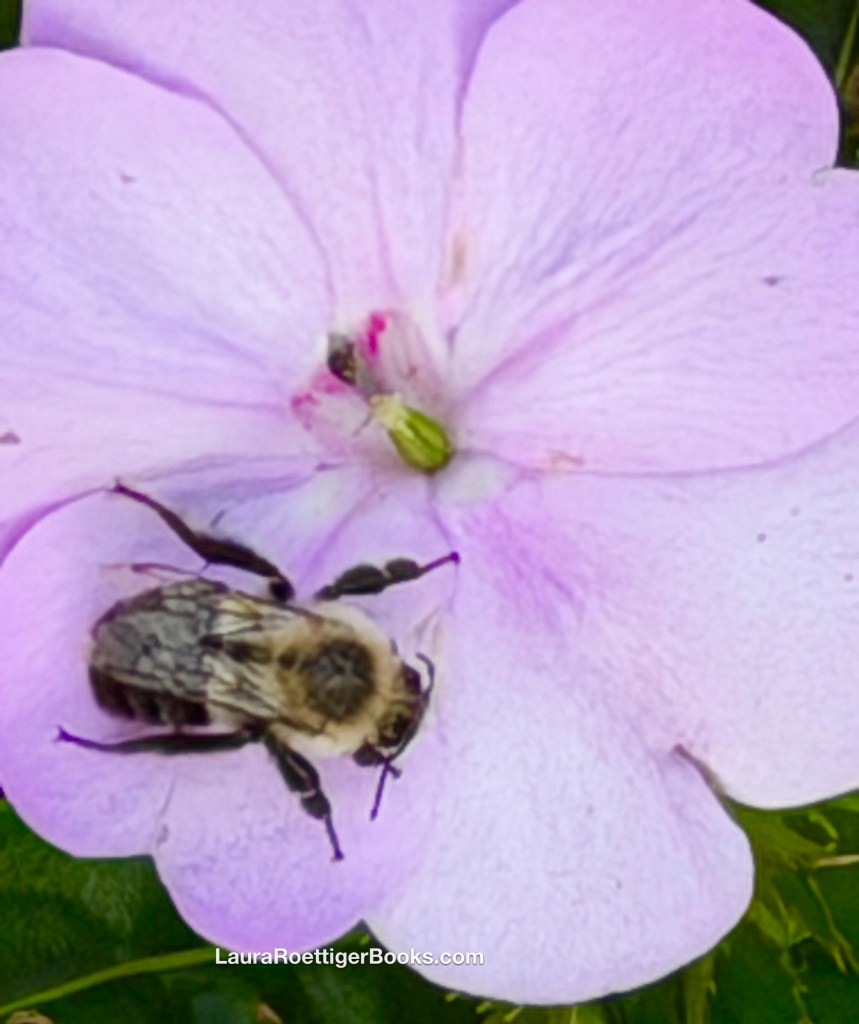 Bumblebee on pink flower