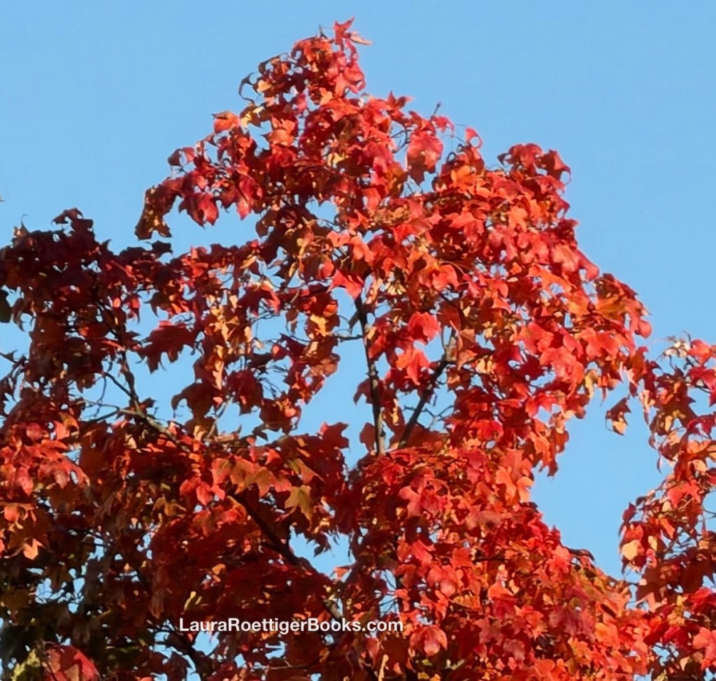 Red leaves with blue sky background