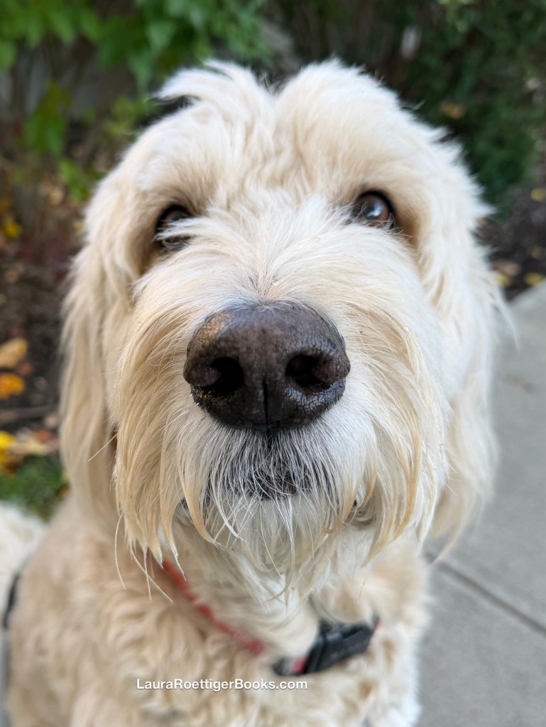 Close up of Goldendoodle with autumn leaves in the background