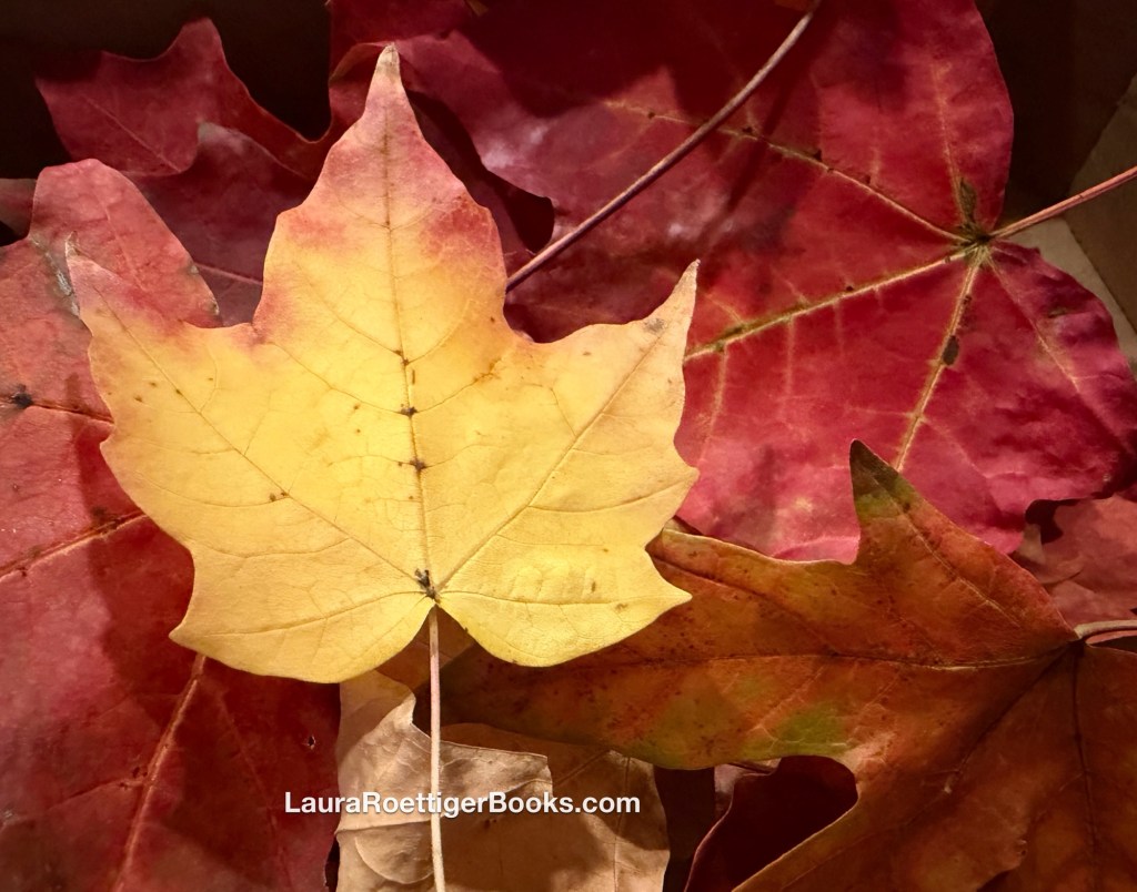 Autumn leaves 